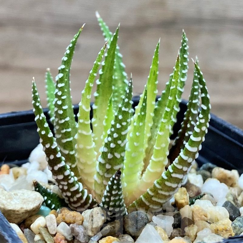 SH20657 Haworthia attenuata v. chlorofilarm