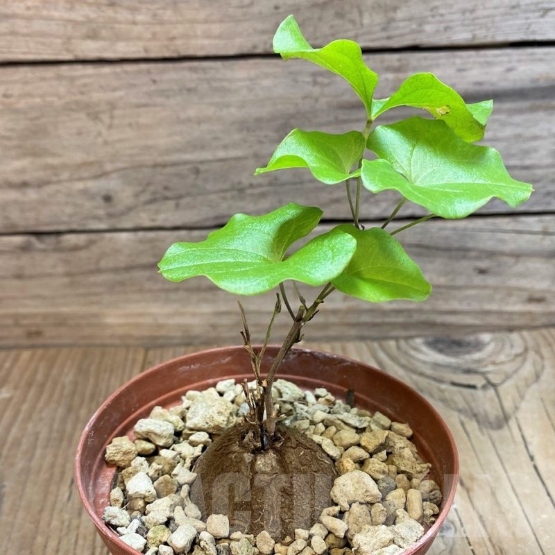 SH20669 Dioscorea elephantipes