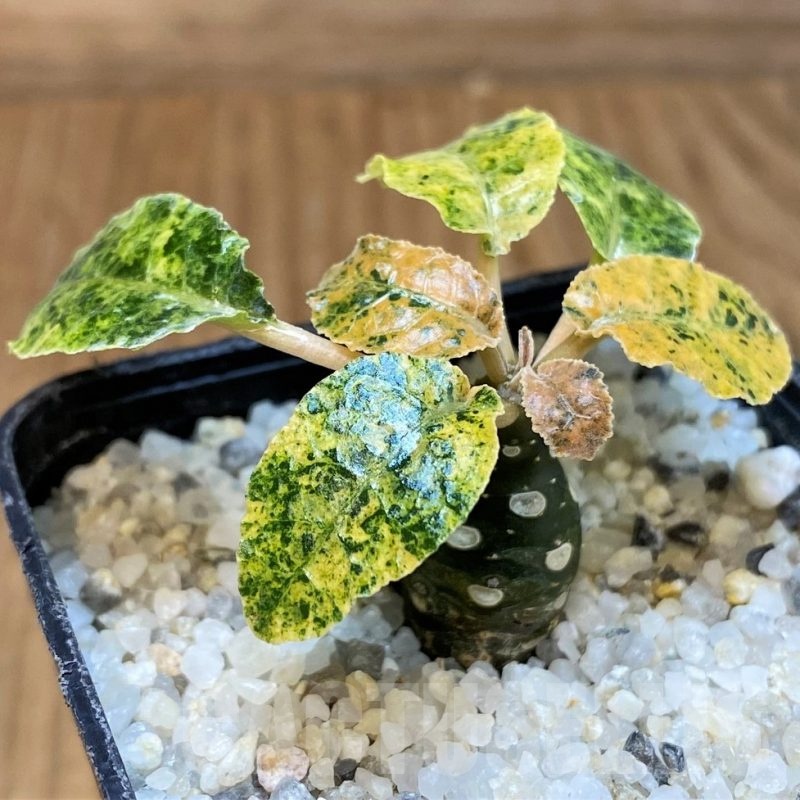 SH20674 Dorstenia foetida f. variegata