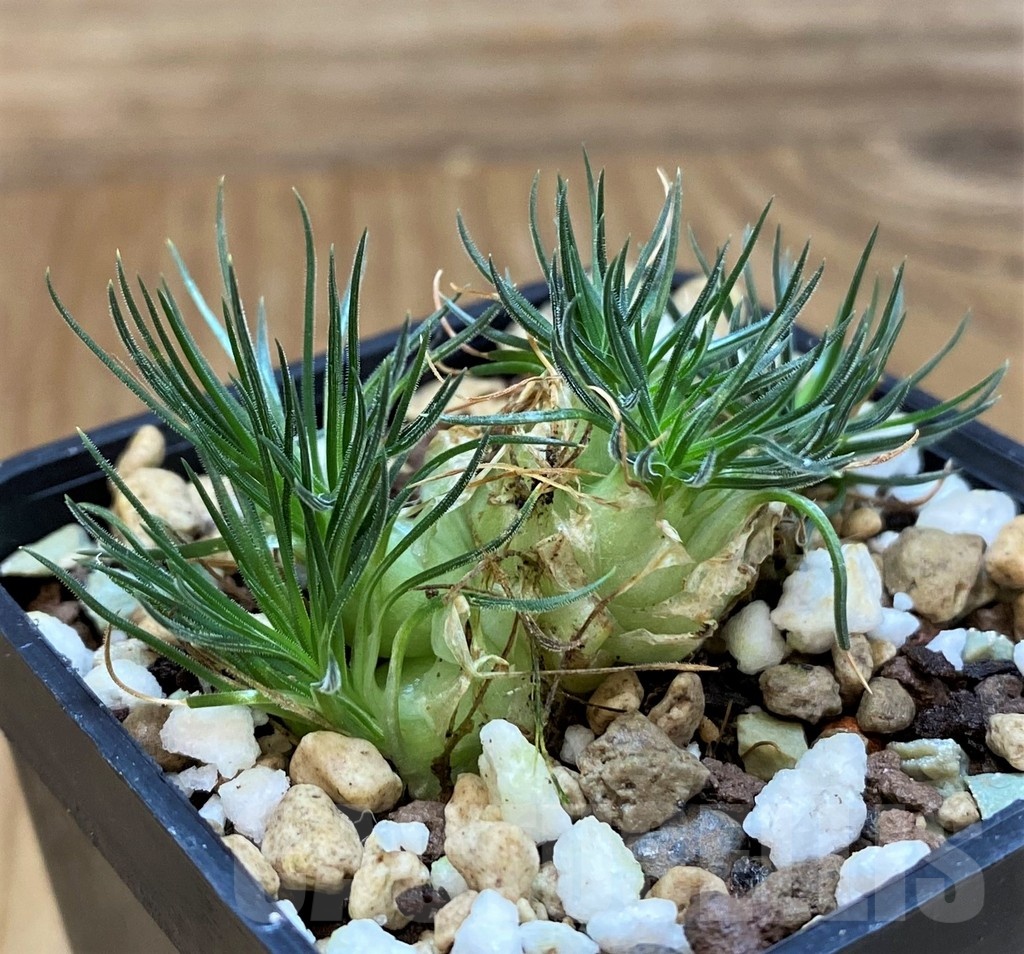 SH20675 Ornithogalum sardienii mini form - Image 2