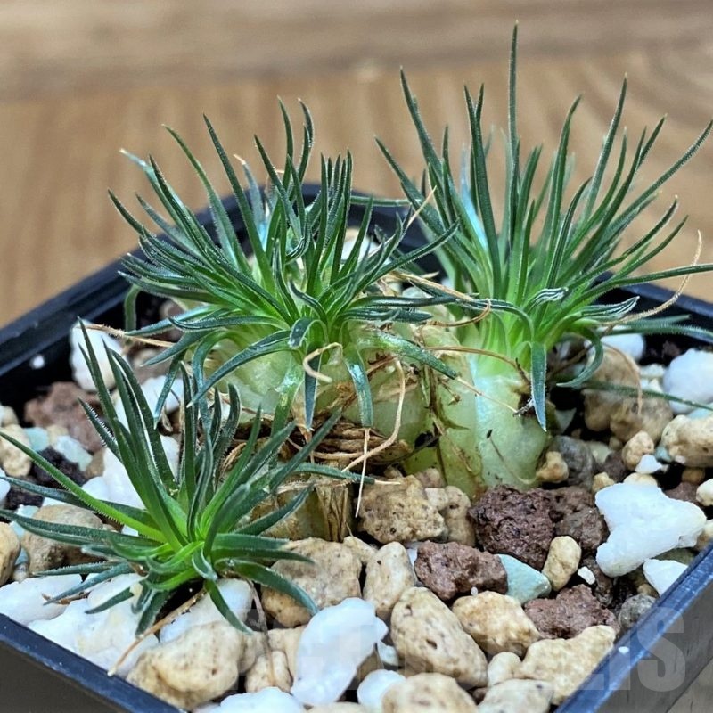 SH20675 Ornithogalum sardienii mini form