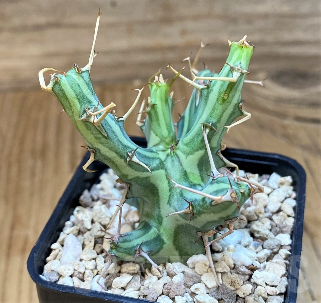 SH20677 Euphorbia schizacantha - Image 2