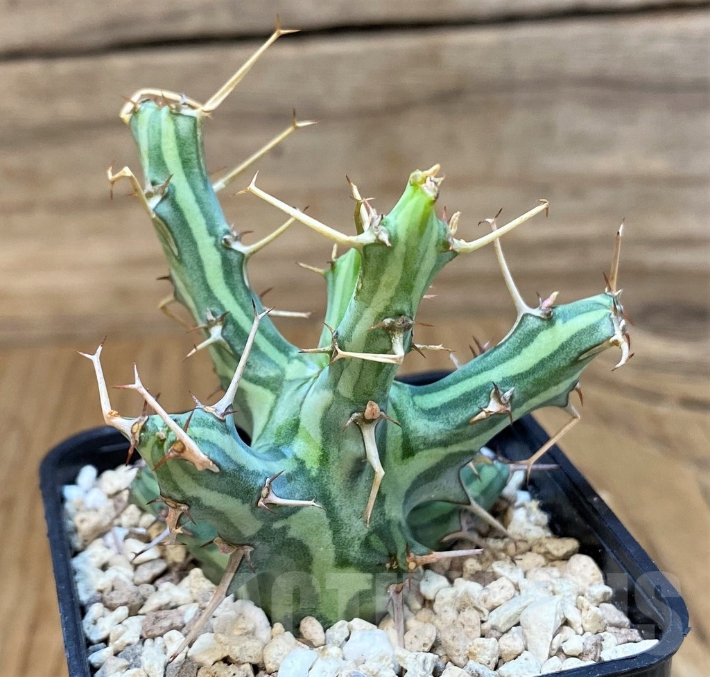 SH20677 Euphorbia schizacantha