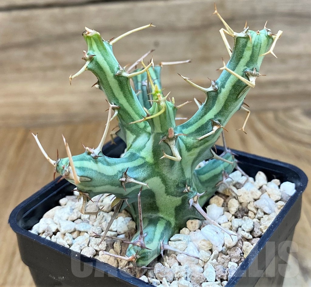 SH20677 Euphorbia schizacantha - Image 3