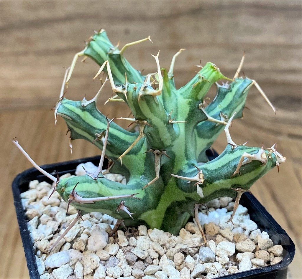 SH20678 Euphorbia schizacantha - immagine 2