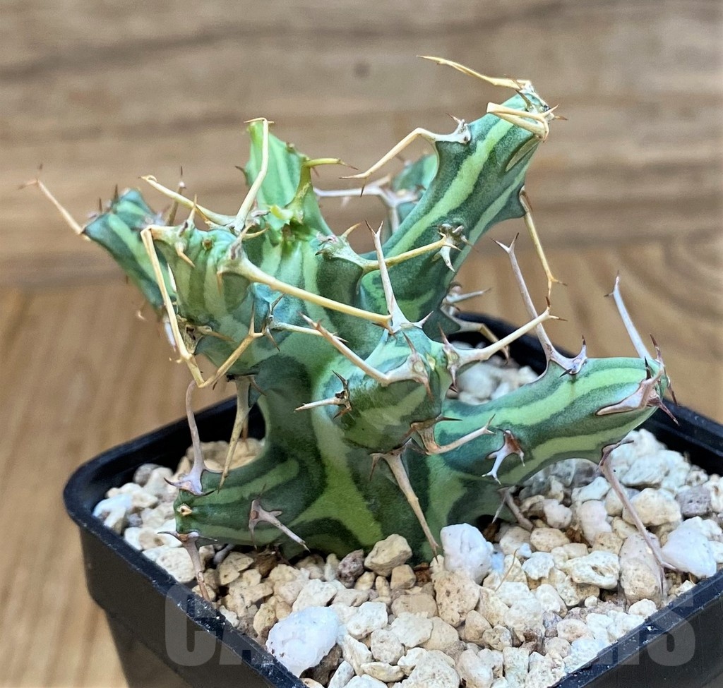 SH20678 Euphorbia schizacantha