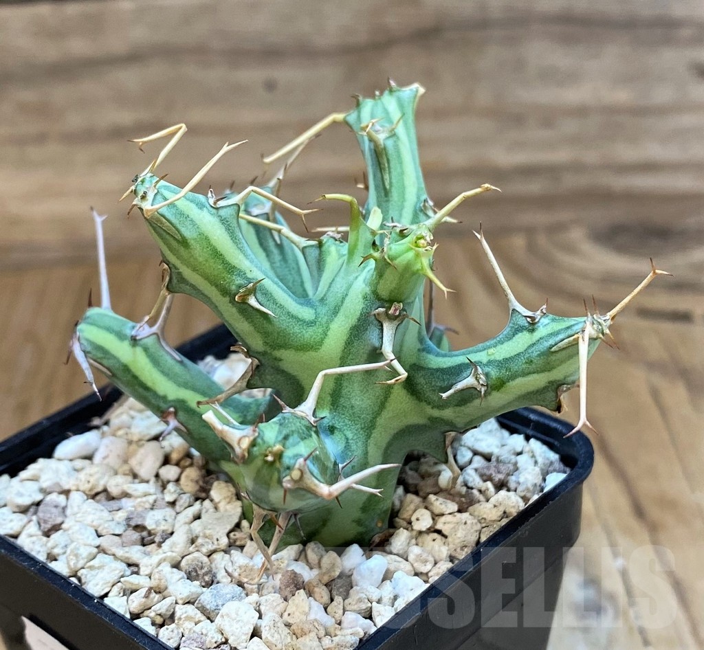 SH20678 Euphorbia schizacantha - immagine 3