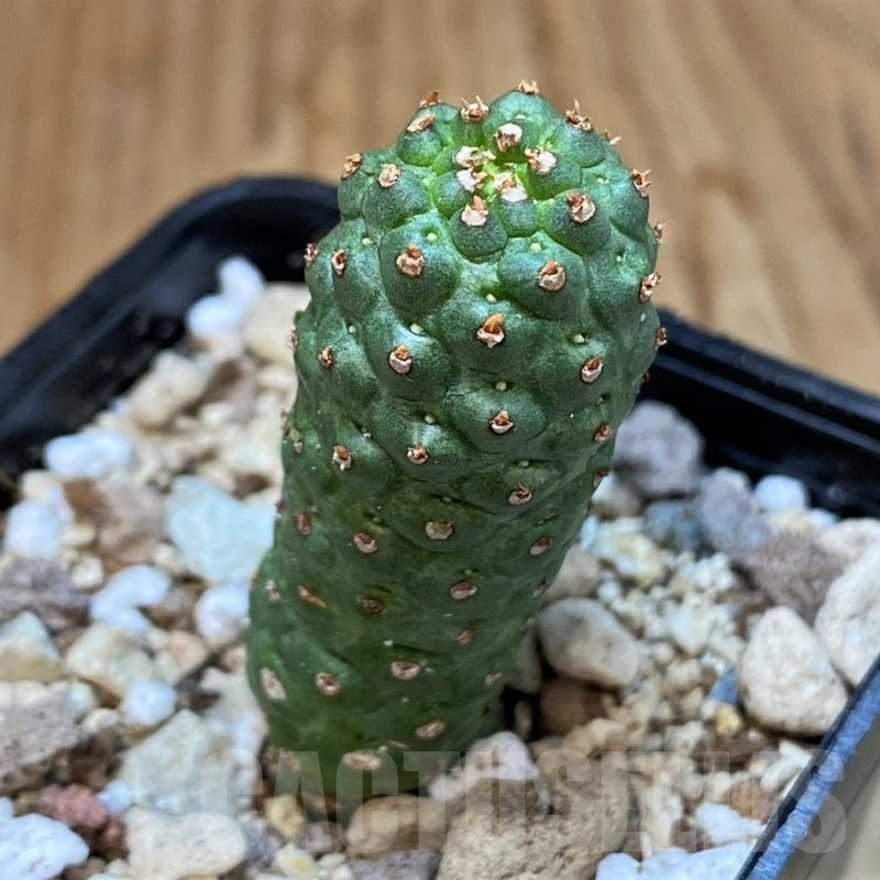 SH20680 Euphorbia echinus x tortirama x gymnocalycioides