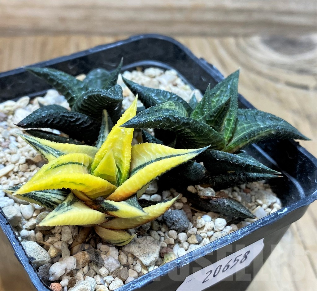 SH20658 Haworthia limifolia hybrid f. variegata, 3 plants