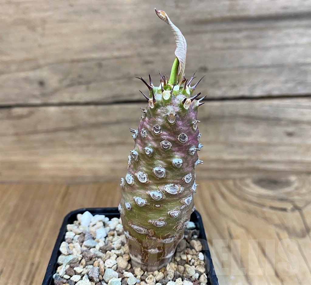 SH20684 Euphorbia pachypodioides - Image 2