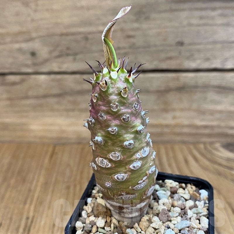 SH20684 Euphorbia pachypodioides