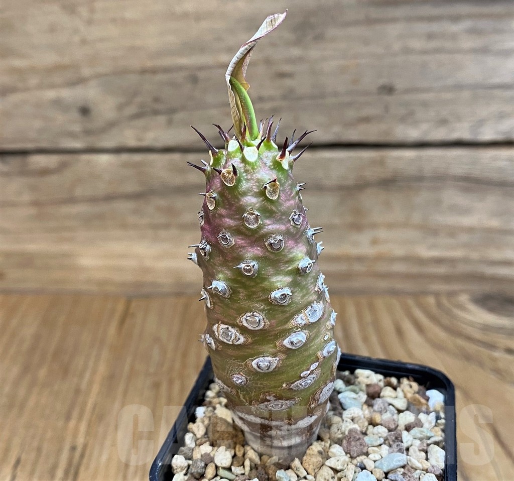 SH20684 Euphorbia pachypodioides