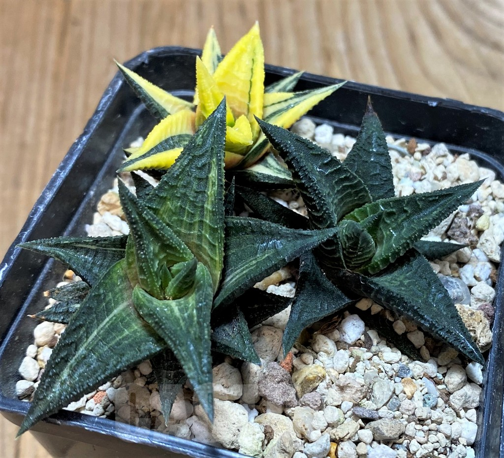 SH20658 Haworthia limifolia hybrid f. variegata, 3 plants - Image 2