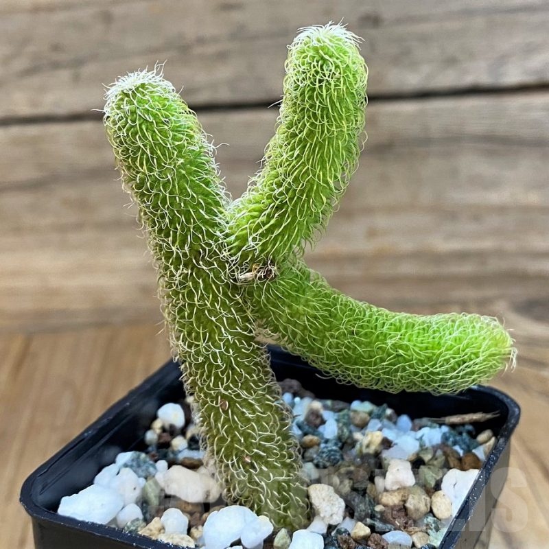 SH20686 Stapelianthus pilosus