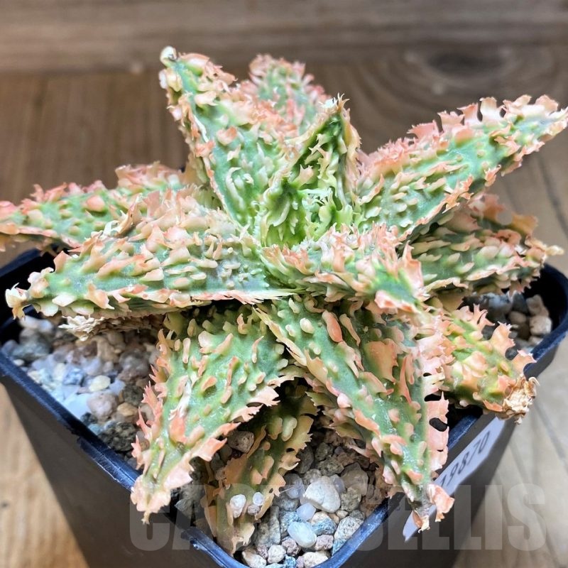 SH19870 Aloe TCT hybrid