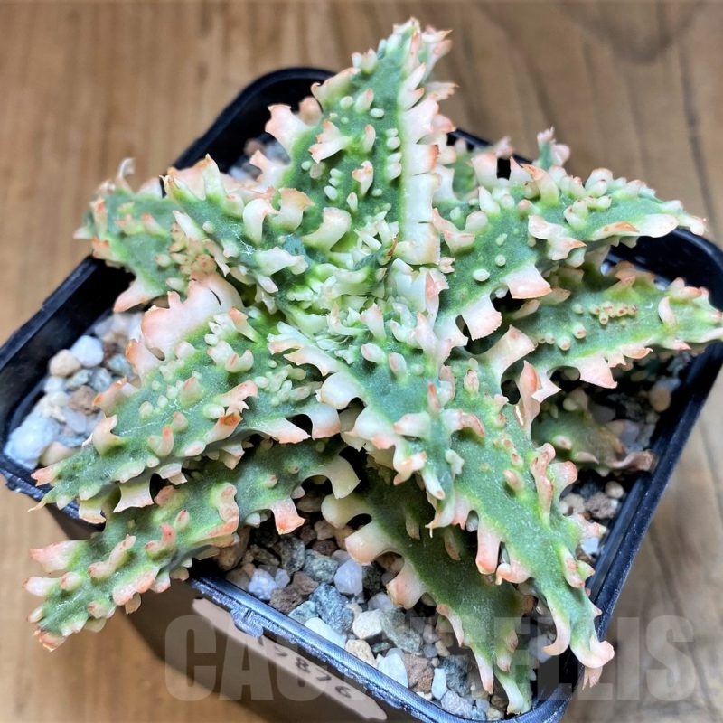 SH19876 Aloe TCT hybrid