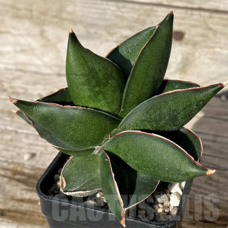 SH4820 Sansevieria 'Konichiwa'