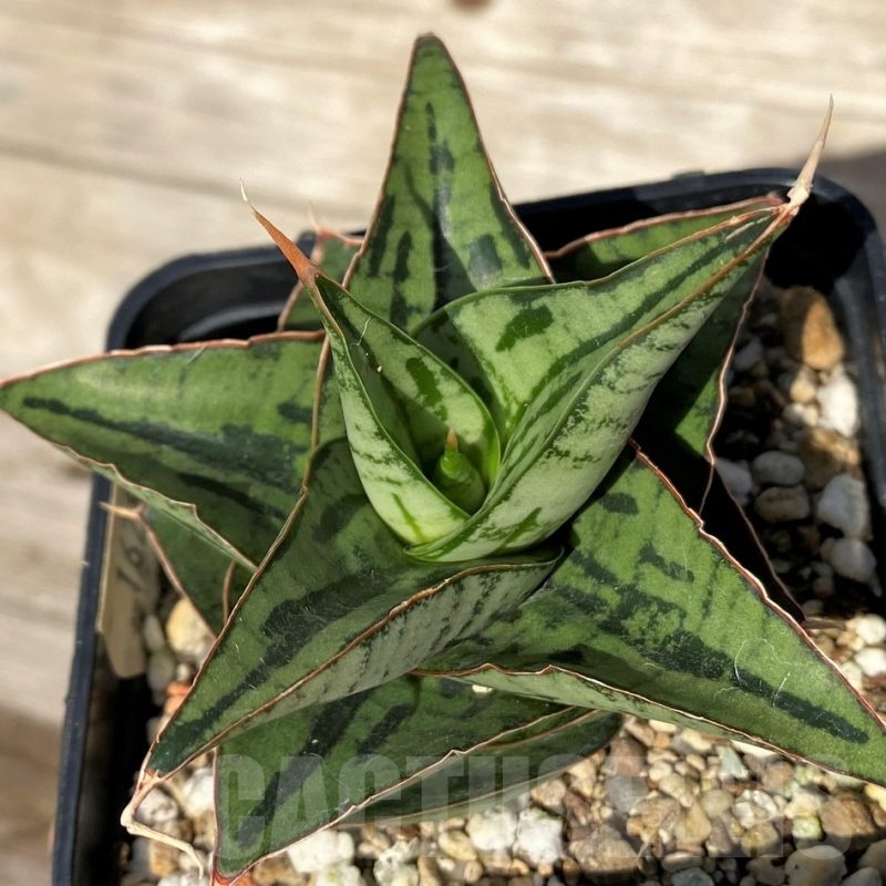 SH16284 Sansevieria 'Kaisar' hybrid