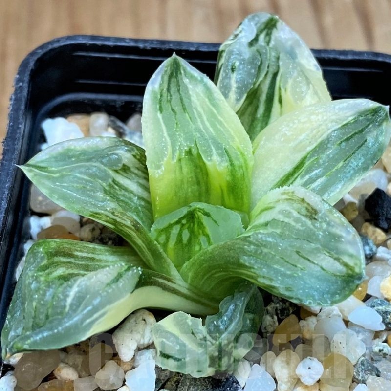 SH20540 Haworthia pygmaea 'Ice City' f. variegata