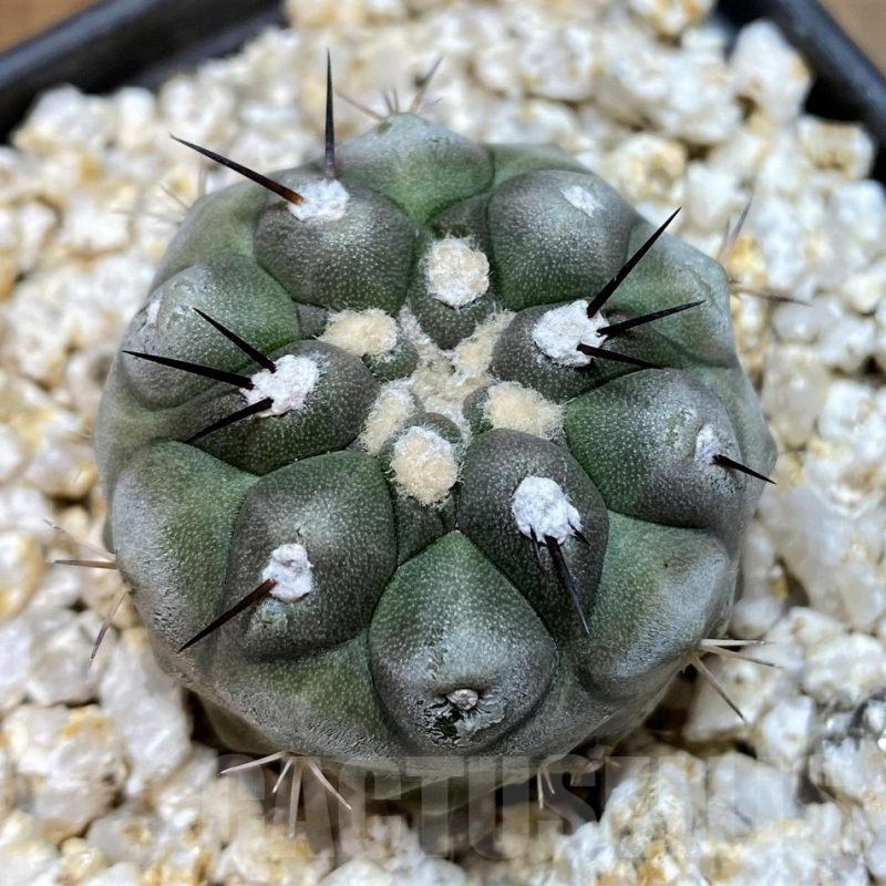 YAR19680 Copiapoa cinerea