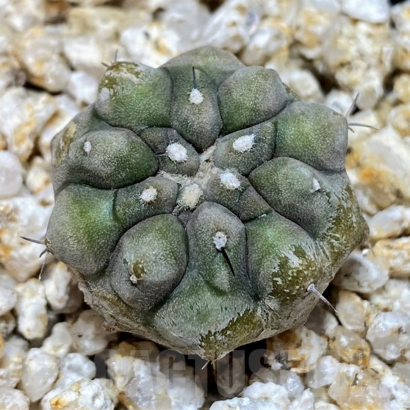 YAR19682 Copiapoa cinerea