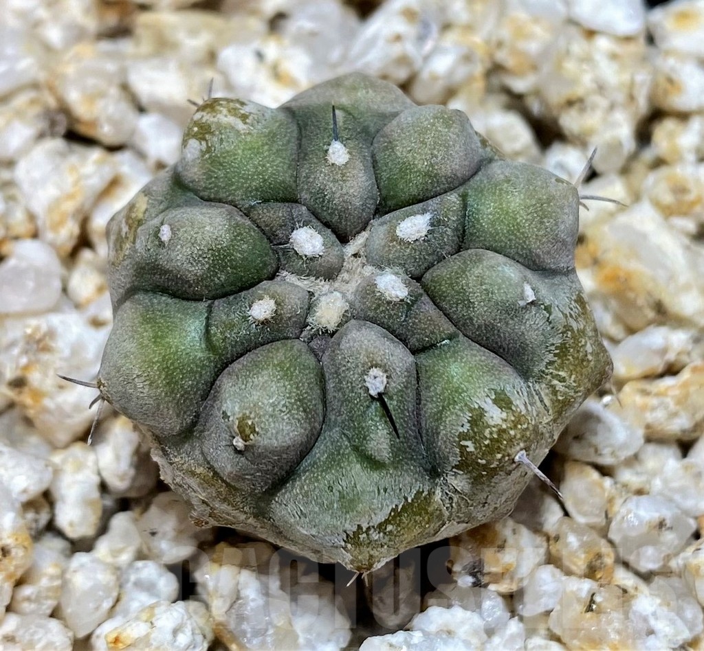 YAR19682 Copiapoa cinerea