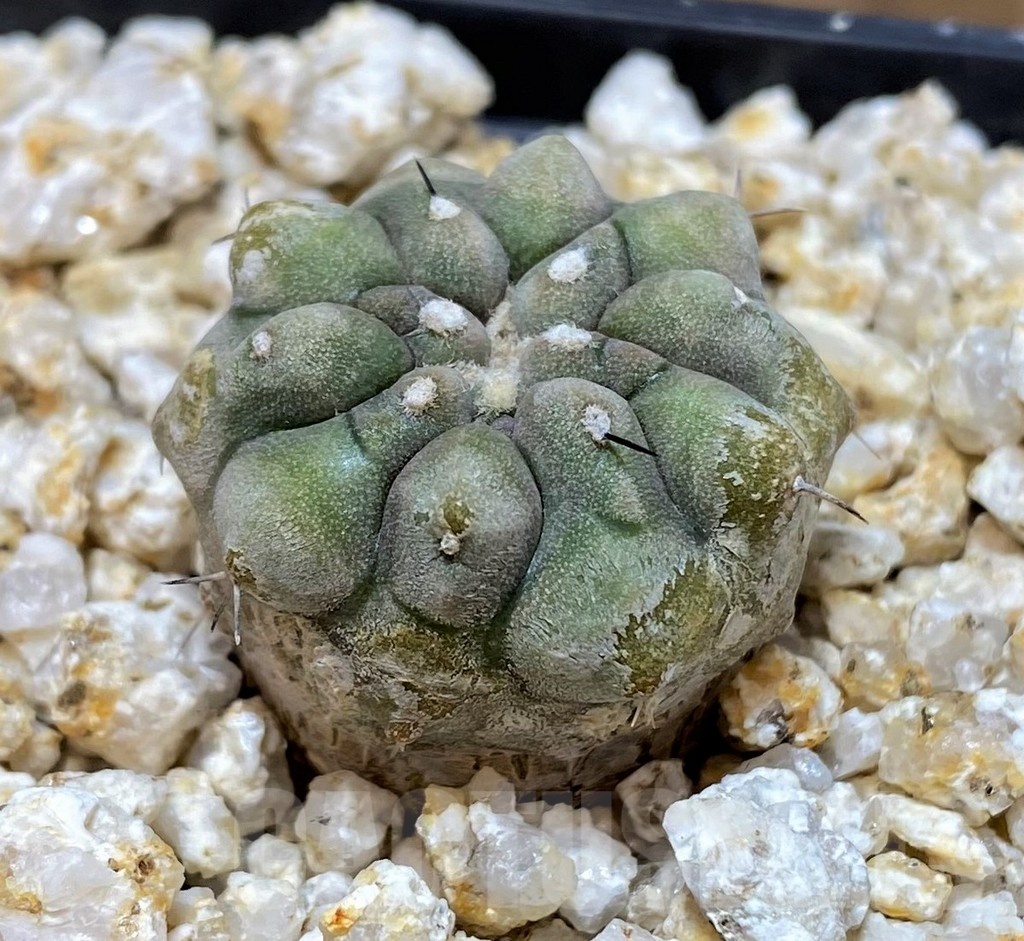 YAR19682 Copiapoa cinerea – Image 2
