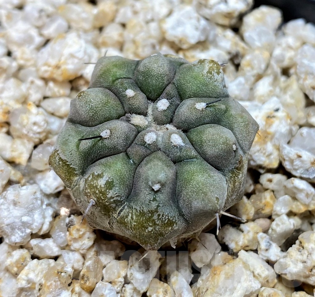 YAR19682 Copiapoa cinerea – Image 3