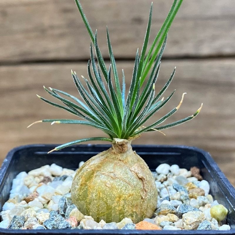 VVG20448 Ornithogalum sardienii