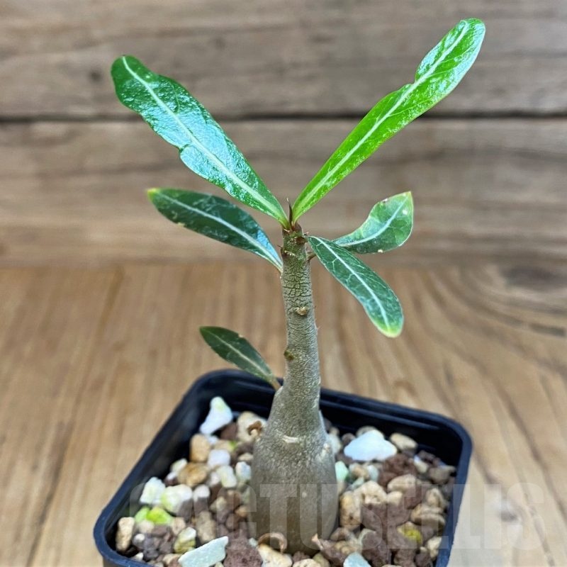 SH18928 Adenium somalense v. nova