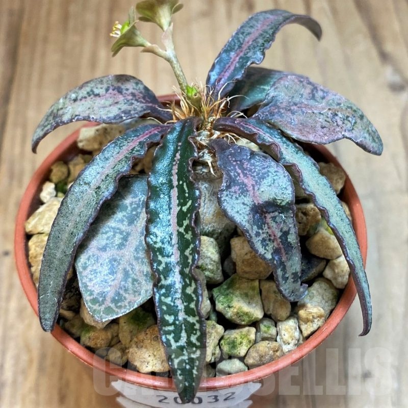 SH20032 Euphorbia francoisii