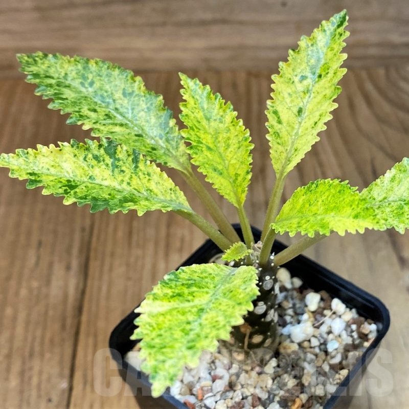 SH9973 Dorstenia hybrid f. variegata