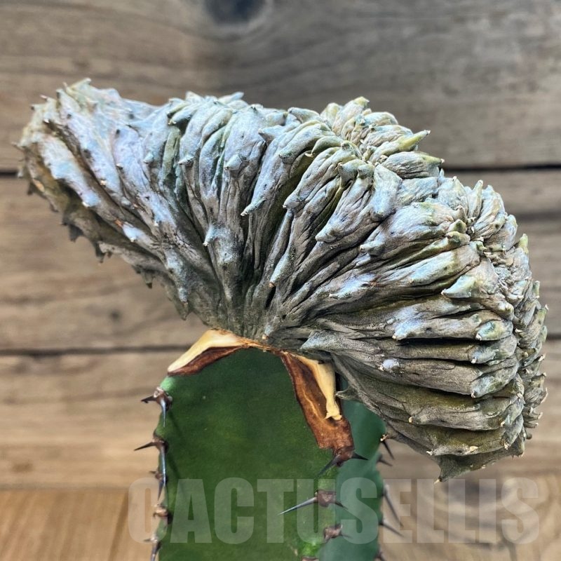 SH18883 Euphorbia abdelkuri f. cristata, grafted