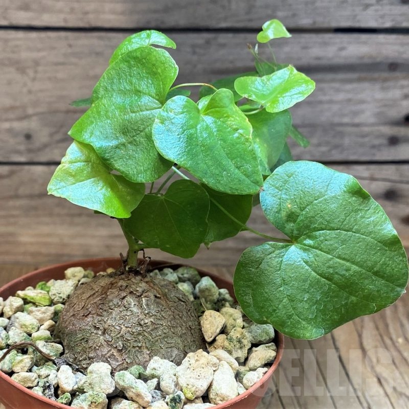 SH18479 Dioscorea elephantipes