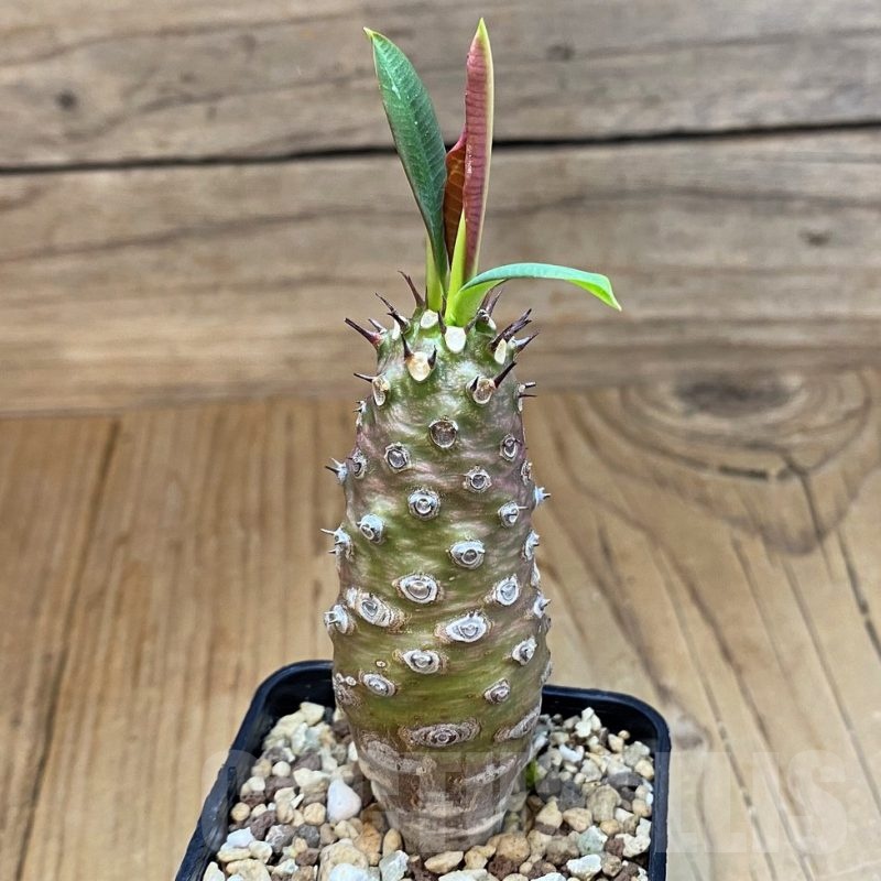 SH20684 Euphorbia pachypodioides