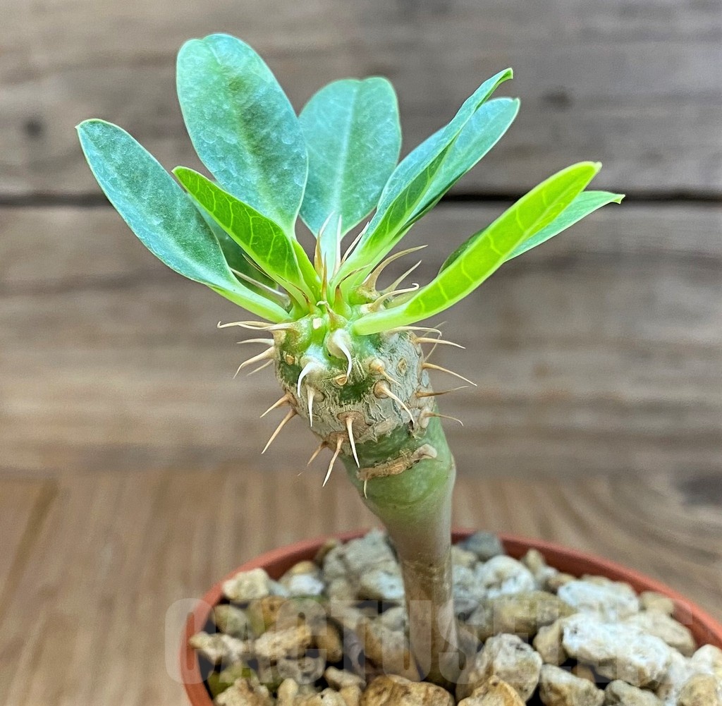 SH18375 Euphorbia guillauminiana - Image 2