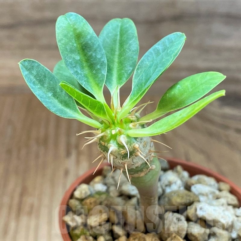 SH18375 Euphorbia guillauminiana