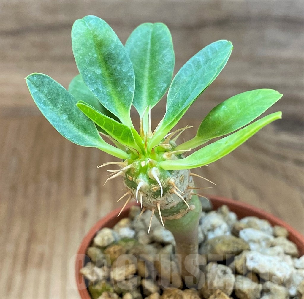 SH18375 Euphorbia guillauminiana