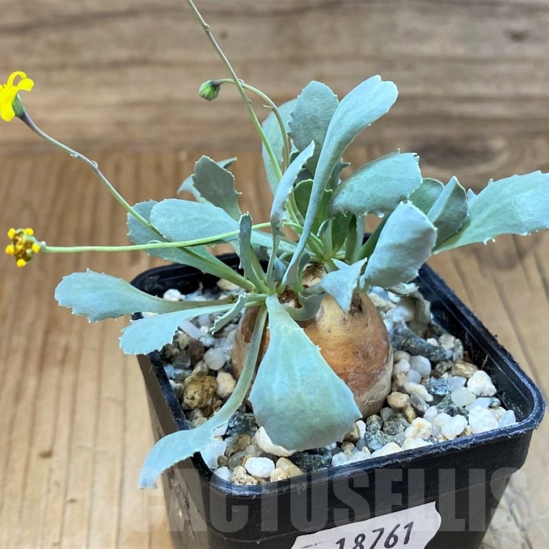 SH18761 Othonna cacalioides