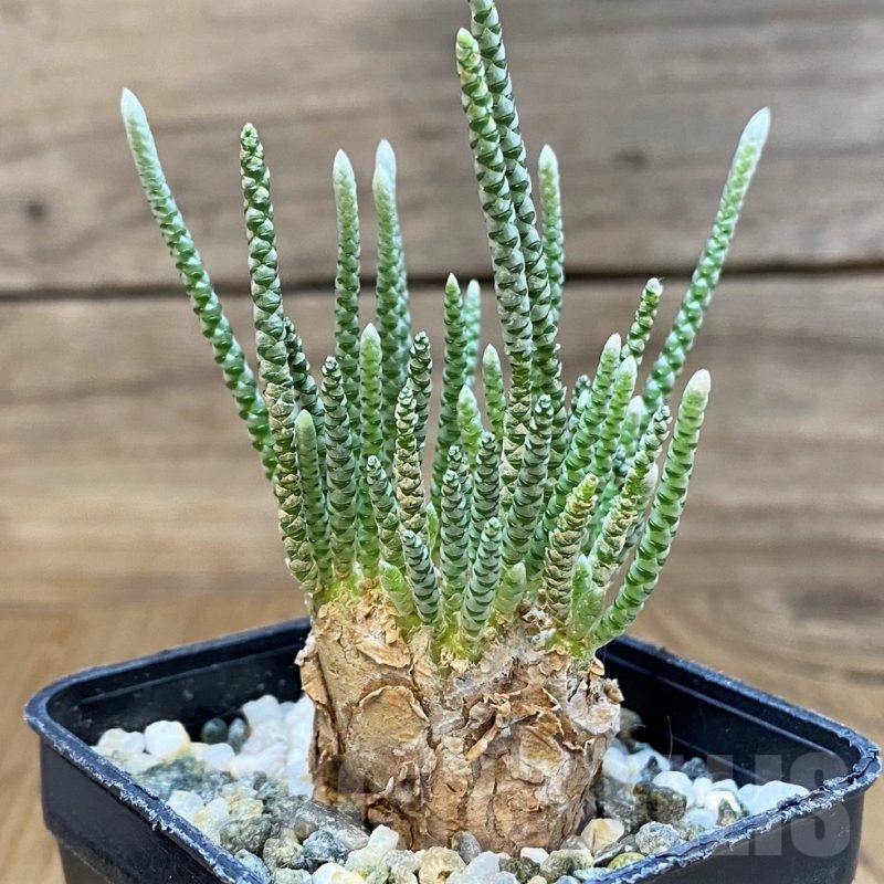 SH11764 Avonia alstonii