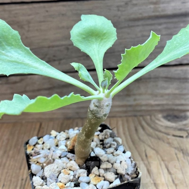 SH18418 Othonna cremnophila