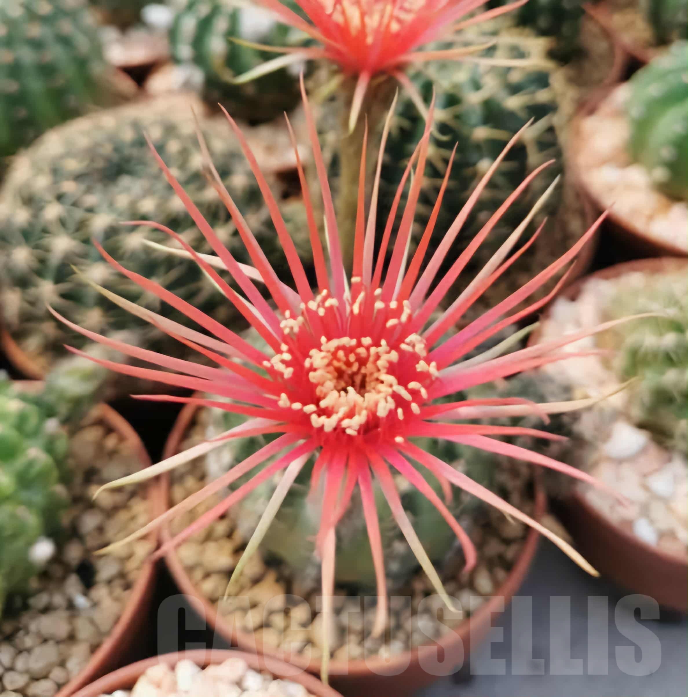 SH19302 Echinopsis subdenudata 'Shinshowa'