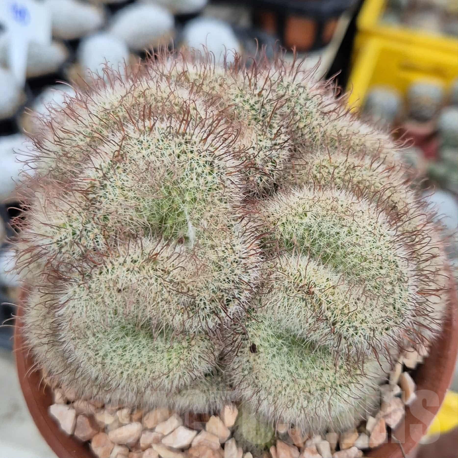 SH19301 Mammillaria spinosissima v. rubrispina f. cristata