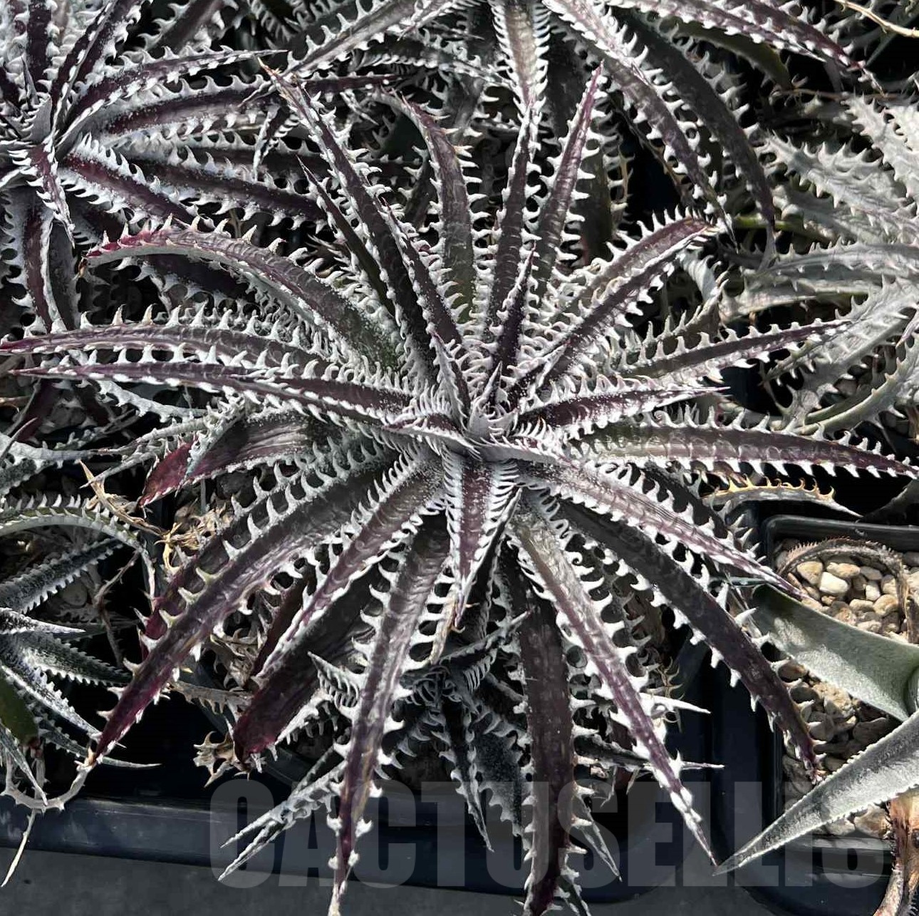 LOT964 10 SEEDS Dyckia mix harvest 2025 - Image 2