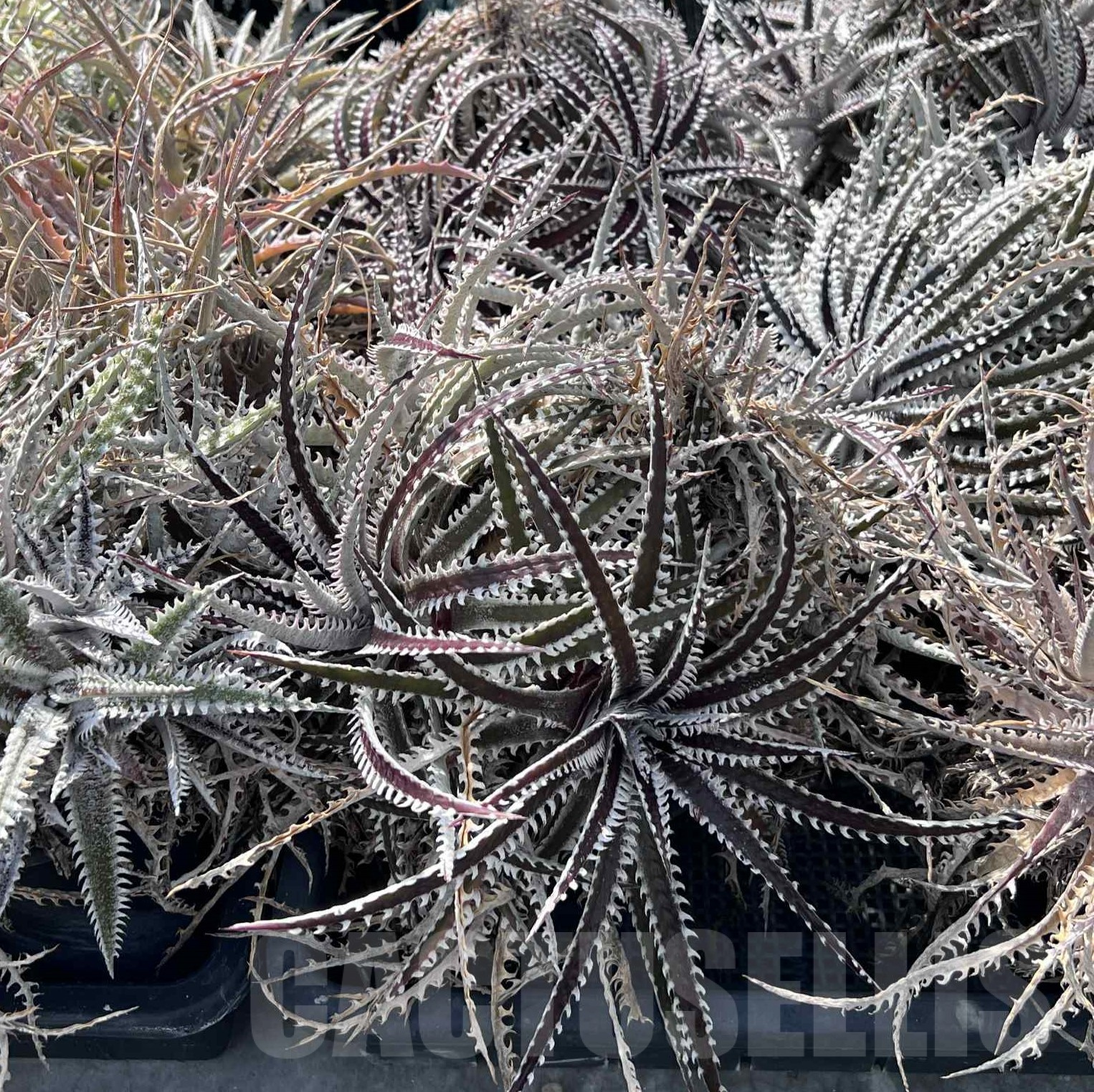 LOT964 10 SEEDS Dyckia mix harvest 2025 - Image 3