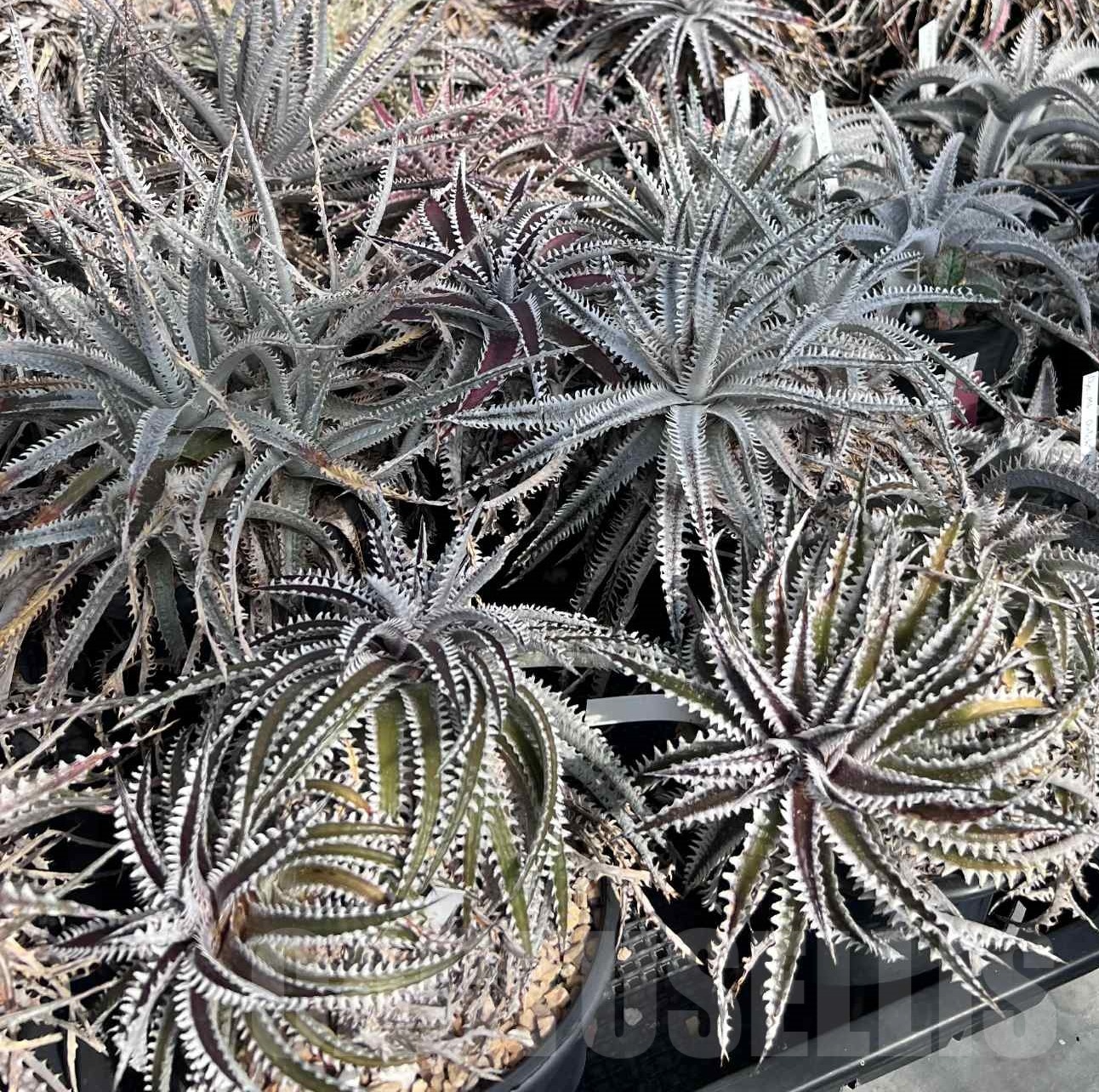 LOT964 10 SEEDS Dyckia mix harvest 2025 - Image 4