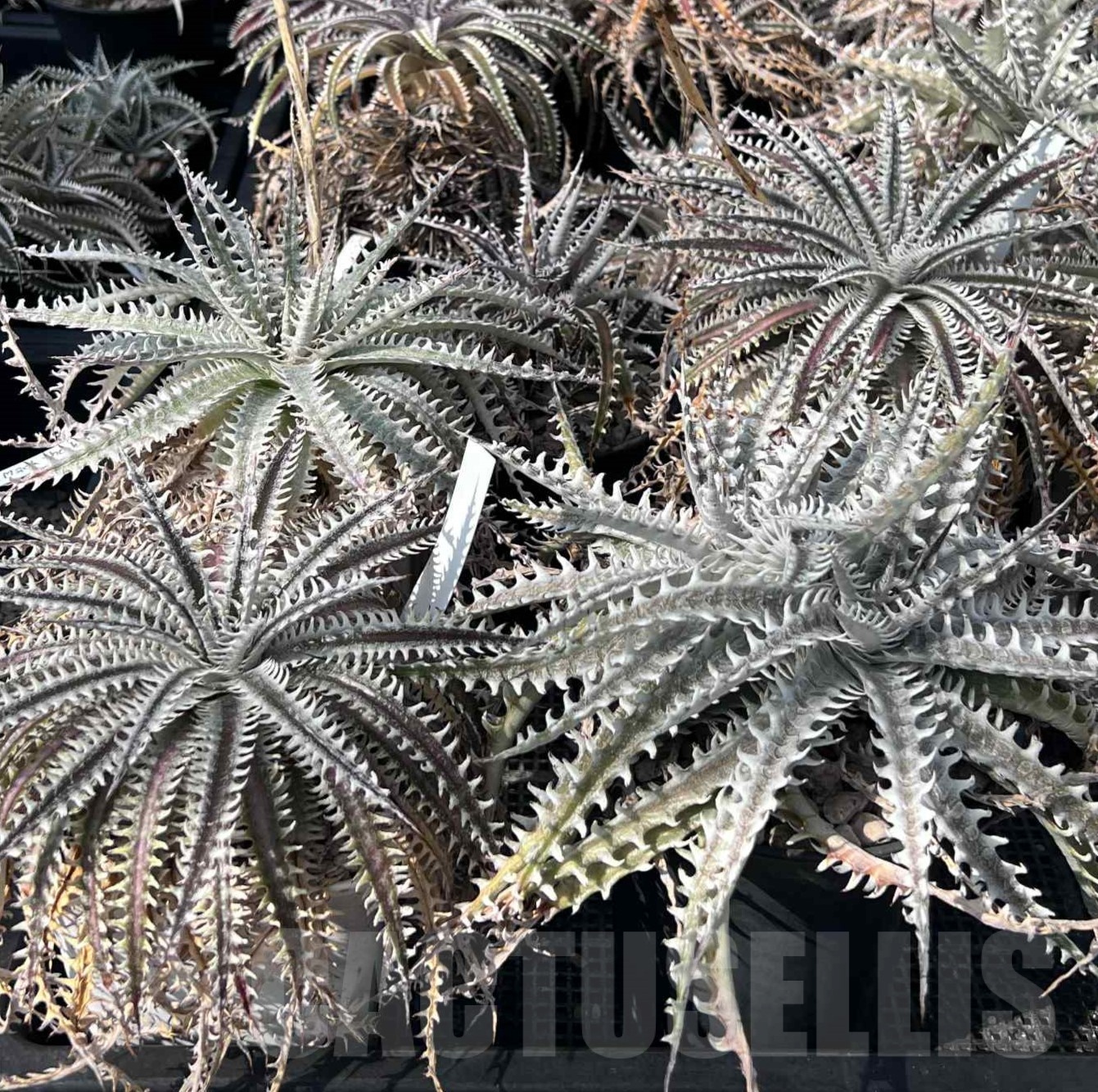 LOT964 10 SEEDS Dyckia mix harvest 2025 - Image 5