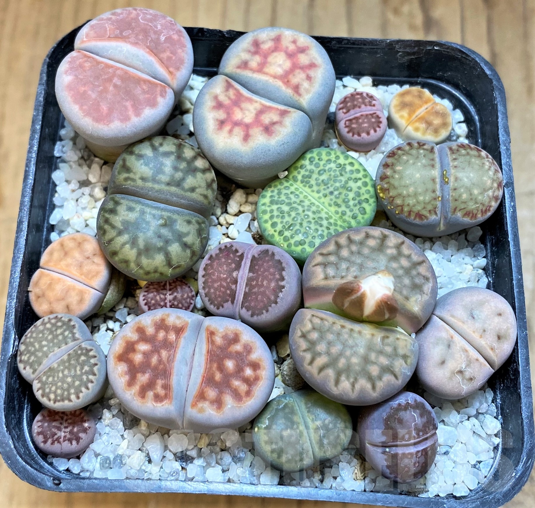 SH18874 Lithops mix