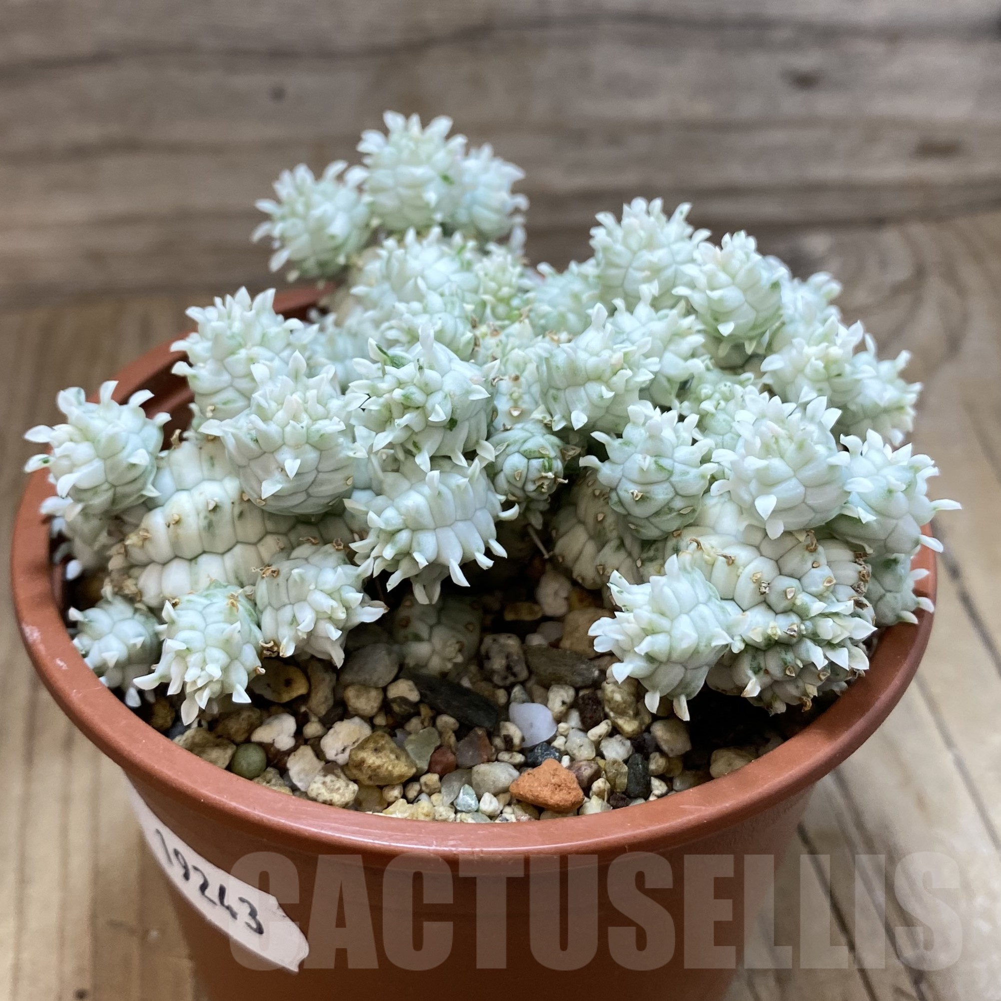 SH19243 Euphorbia mammillaris f. variegata - Image 2