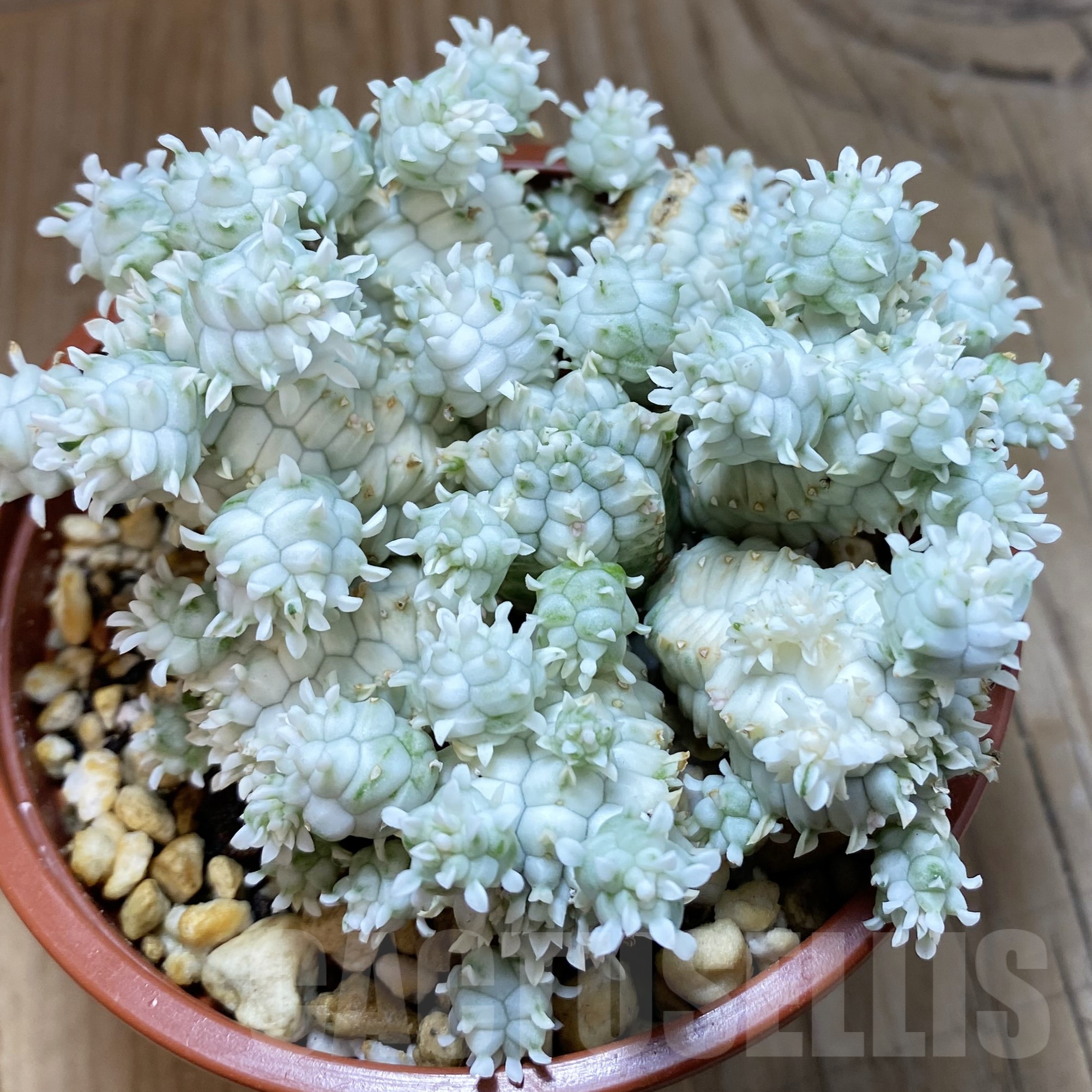 SH19244 Euphorbia mammillaris f. variegata